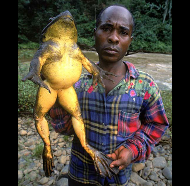 Ếch quái vật châu Phi được tìm thấy ở Cameroon, và thọ tới 15 năm. Chúng ăn hết từ chim tới rắn và những loài ếch khác.